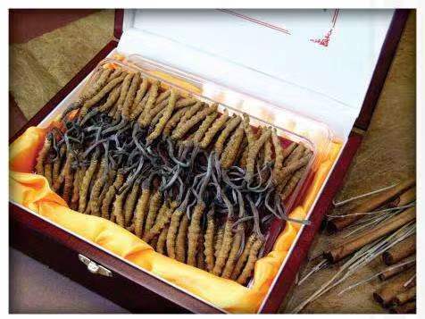 罗平冬虫夏草回收